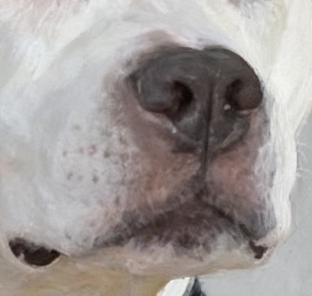 Pet Portrait Giclee Print   Dogo Argentino M006